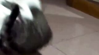CAT WWE