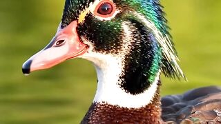 Wood Duck: Nature’s Painted Masterpiece