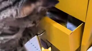 This Cat Is a Professional Snack Thief