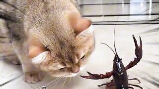 #Funnycat#funnyvideo#fyp