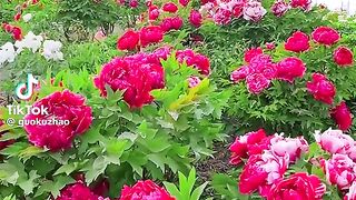 Beautiful scenery 36