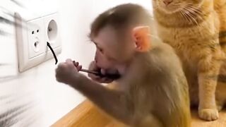 #Funny#funnyanimal#fyp