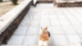 #funnyanimals#funnyvideo#fyp