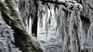 small trip video in the forest