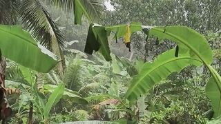 Rain Sound Nature ????
