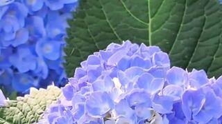 Beautiful nature 300