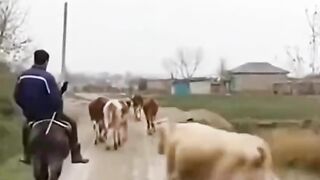 Funny videos