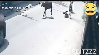 Funny videos