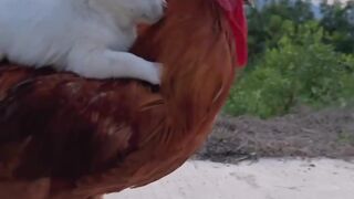 Gallina cargando un perrito (ORGINAL) HD