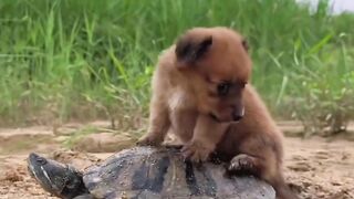 Tortuga cargando un perrito (ORIGINAL HD)