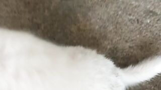 puppy 5