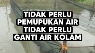 Budidaya lele system ini tidak perlu pemupukan AIR & ganti air kolam