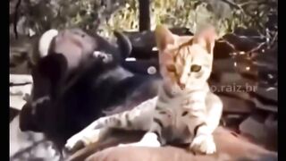 Funny videos