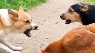 Funny dog 74