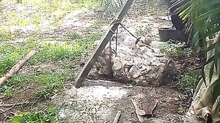 Harvest money