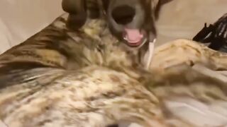 Funny Dog Moments That Will Make You Laugh