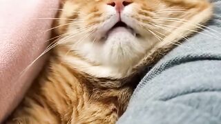 Cats Cats Cats! | Funny Cat Videos