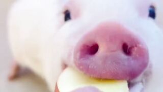 Mipig