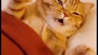 Cat moment 6