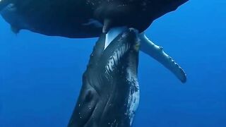 Twin Baby Whales FIGHT Hard for Mom's Milk ????????????