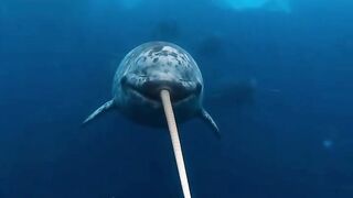 The REAL Unicorn Lives in the Ocean ????????