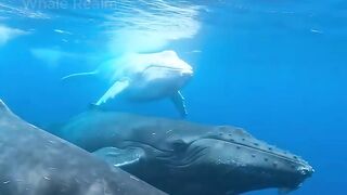 he RAREST Whale on Earth — Only a Few Exist ????????