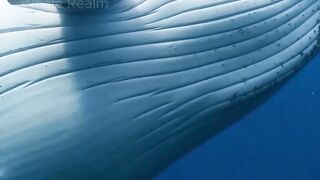 Whales Are Pregnant LONGER Than Humans ????????