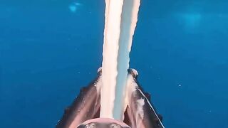 Watch Whale Milk Up Close — It's THICK Like Yogurt ????????