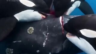 A Whale Saved Another Whale's Life — From a Different Species ????????
