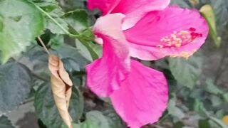 Beautiful flower.