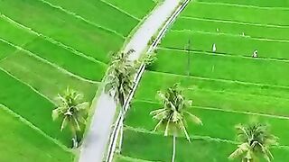 Sawah, sungai & air terjun‼️ ????Sawah Bejiharjo, Gunungkidul #jogja #explorejogja #spotjogja  #dronejogja #yogyakarta