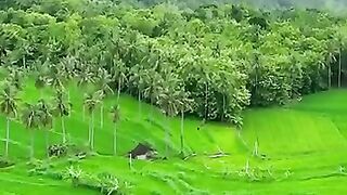 Ternyata ada sawah seindah ini guys, view Pantai Parangtritis…???? #bantul #gunungkidul #spotjogja  #parangtritis #jogja