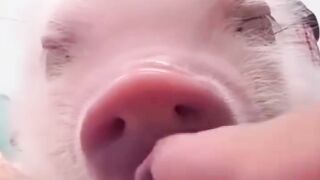 MiniPig