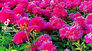 The Peony flowers