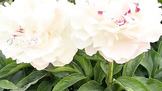 The white flowers