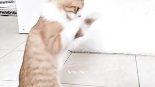 Cute cat playing boxing