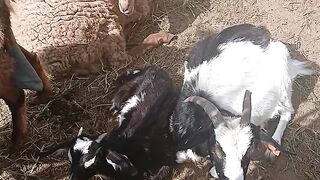 حياة البادية