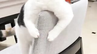 The smile cat