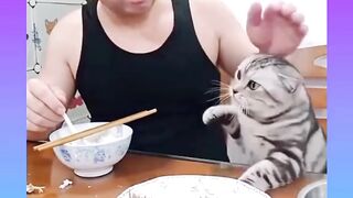 parah sih oyen???? - Tigerasia88