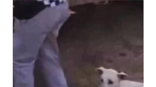 Funny videos