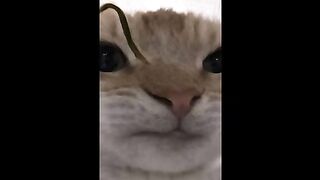 funny cat 134