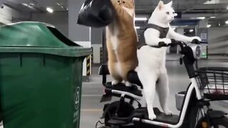 #funnyvideo#cat#funnyanimals