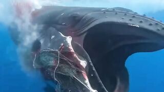 A Whale Was Tangled and Bleeding — Watch What They Did ???????? This whale needed help ????????