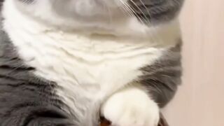 cat cute 10