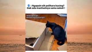 cat lovers mari kumpul