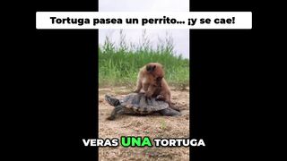 ¡El tierno perrito y la tortuga! ¡No creerás lo que pasó!