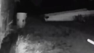 penampakan di belakang rumah