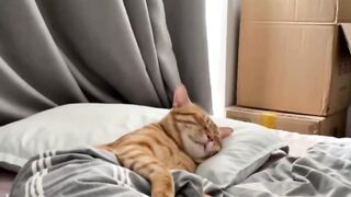 No work today! Even the cat needs a day off... ????????????