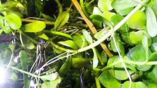 fish, vegetation, plant, water