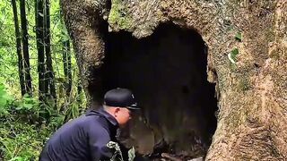 No One Realizes This Tree Is Actually a Secret Shelter